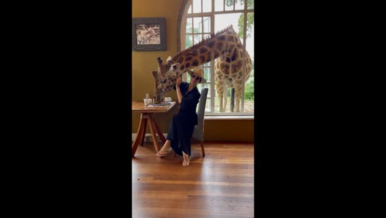 Giraffe manor encounter: up-close moments with Nairobi's friendly giants
