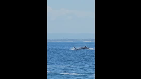 Whale watching delight in Shellharbour, Australia