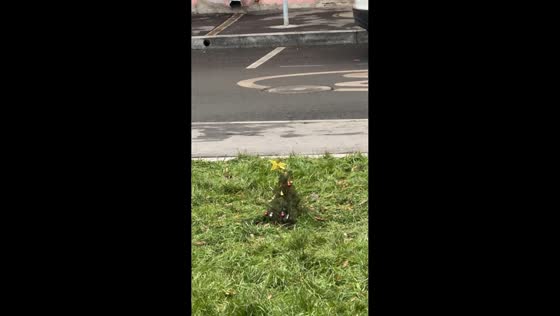 Tiny Christmas tree decorated in park lawn in Moscow, Russia