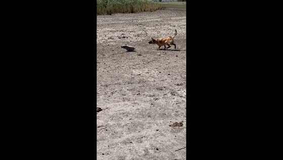 Pig chased by German Shepherd in Stavropol, Russia