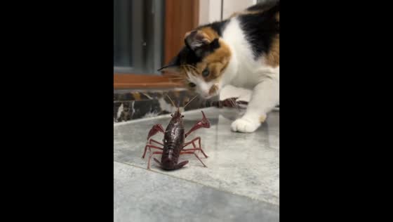 Cat startled after crayfish pinches its paw in Guizhou, China