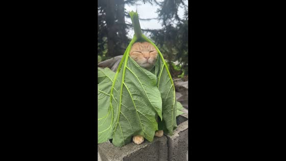 Cat covered by leaf stands still on hollow blocks in Guangdong, China