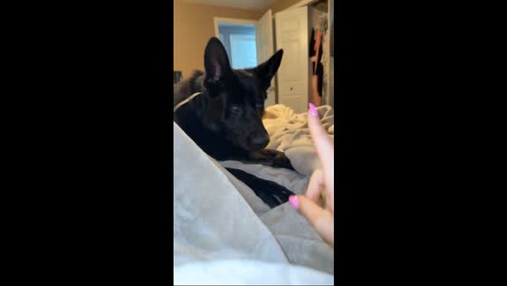 German Shepherd playfully bites owner’s hand after cheeky gesture in Saint Clair, Michigan, USA
