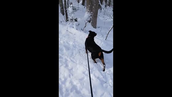 Rottweiler enjoys a peaceful snowy stroll at Crab Orchard, USA