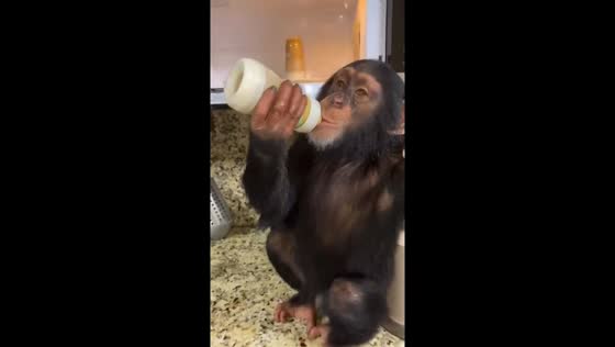 Miami chimp Limbani masters the milk-filled oven