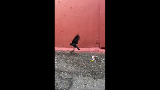 Rat and crow share food after brief tussle in Vancouver, Canada