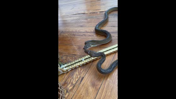 Snake explores mirror in Jackson, Mississippi, USA