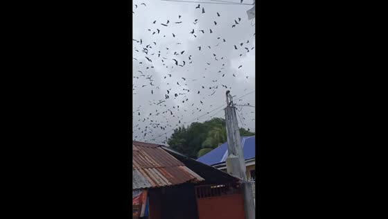 Thousands of bats seen before powerful Typhoon Tino hits in Dionela, Antique, Philippines
