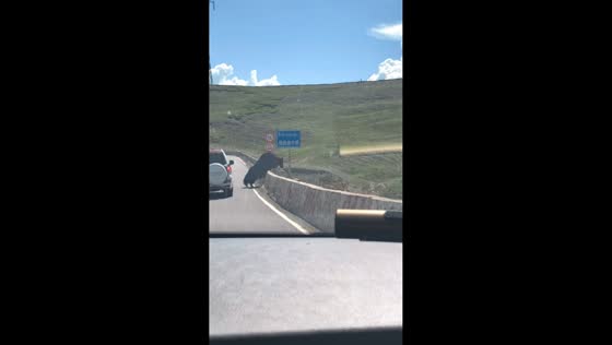 Yak leaps over concrete guardrail along mountain highway in Tibet, China