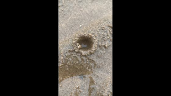 Tiny sand crab builds a burrow on the beach in Hunan, China