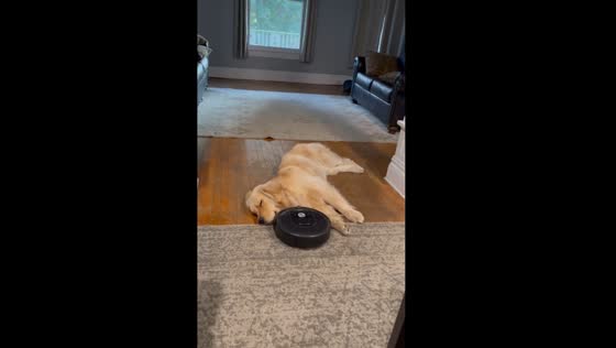 Dog unbothered by robot cleaner in Tonawanda, New York