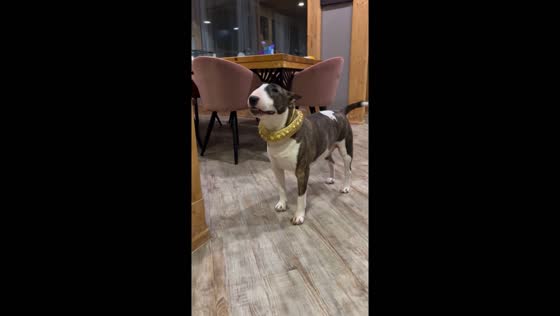 Pet snake turns fashion accessory: Toryushka's expensive collar