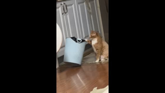 Clever tabby cat uses trash can to ask for food in Liaoning, China