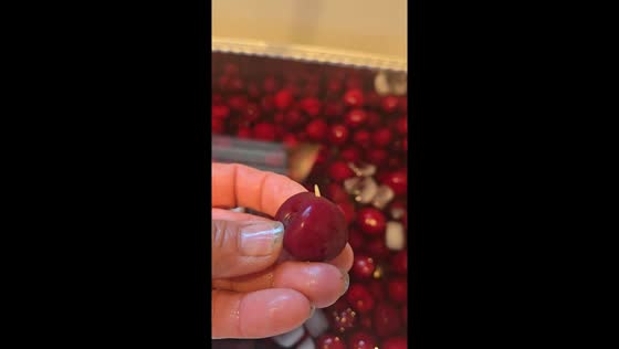 Larvae emerge from freshly picked cherries during soaking in Bend, Oregon, USA