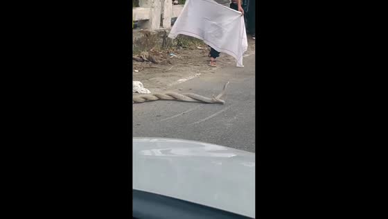 Tangled snakes cause traffic disruption in Kangra, India