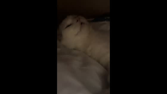 Adorable cat snores while sleeping on its back in Hunan, China
