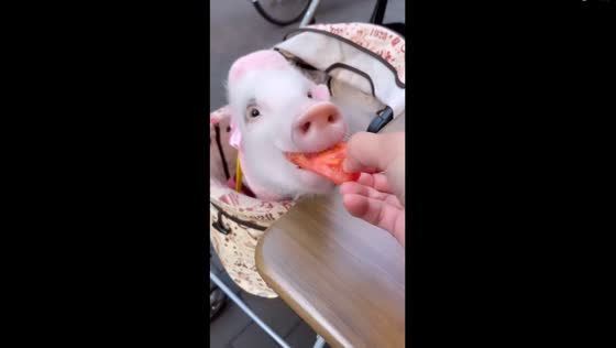 Feeding tomato treats to the trendiest pig in Japan