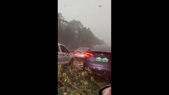 Fallen tree blocks road during severe storm in Shandong, China