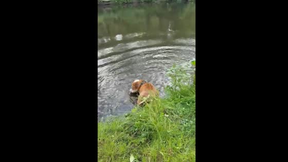 Clumsy bulldog Mathilda takes a dive