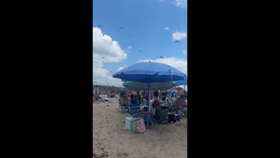 Massive swarm of dragonflies descends on Misquamicut State Beach, Rhode Island