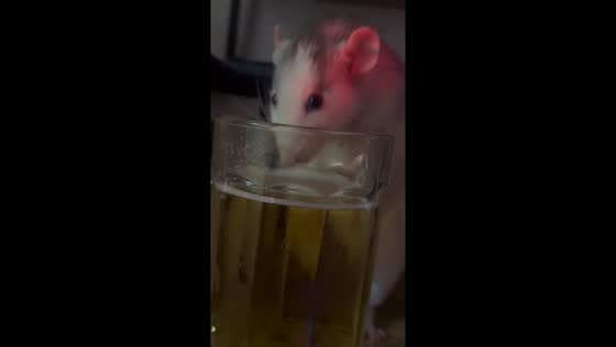 Rat amusingly shares a glass of beer in Sichuan, China