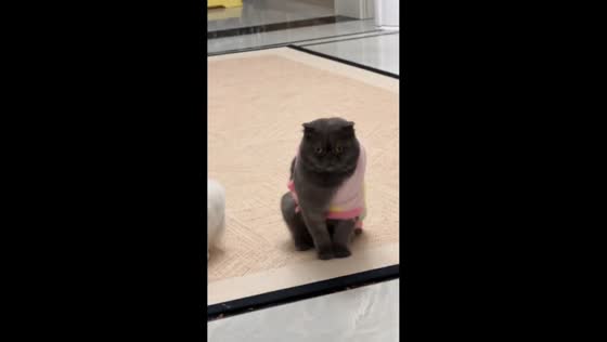 Stylish Scottish Fold cat in pink outfit steals attention in Jiangxi, China