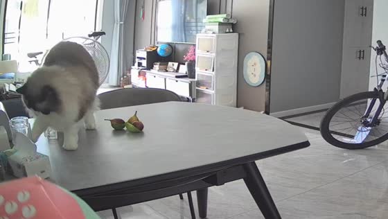 Ragdoll pushes a glass jar off a table in Jiangsu, China