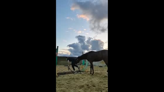 Playful horse nudges while fixing hurdle bars in Anapa, Russia