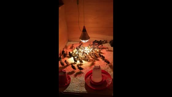 Ducklings gather under light inside cage in Leyland, UK