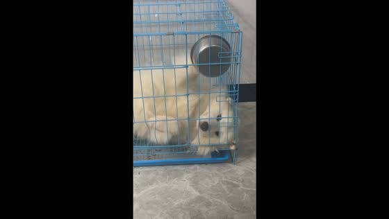 Samoyed drops food bowl while lying inside its cage in Guangxi, China