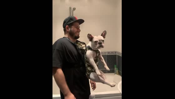 Big bulldog in a small carrier: hilarious looking!
