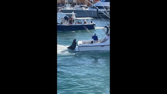 Seal relaxes on a boat ride in Cabo, Mexico