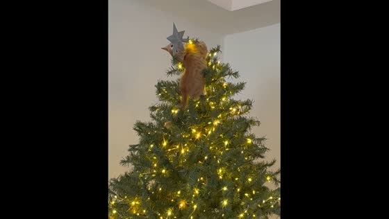 Cat plays with Christmas tree star in Valle de Vizcaino
