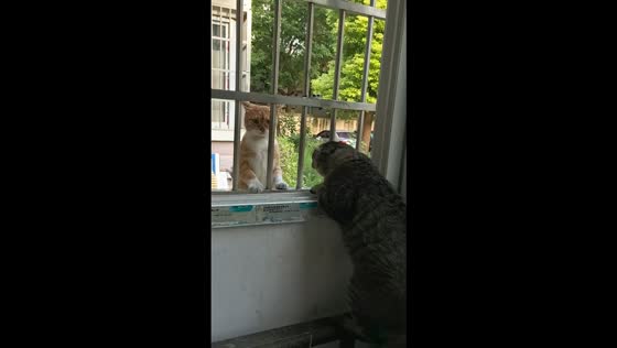 Two cats have a window conversation in Anhui, China