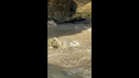 Massive snakes coiled in coastal caves: Polillo, Quezon, Philippines