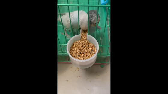 Parrots take turns eating seeds before pushing in for food in Inner Mongolia, China