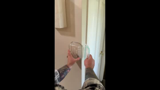 Man's attempt to catch a spider fails hilariously in Victoria, Australia