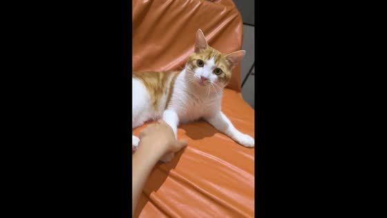 Cat insists on keeping its paw on top in Shanghai, China