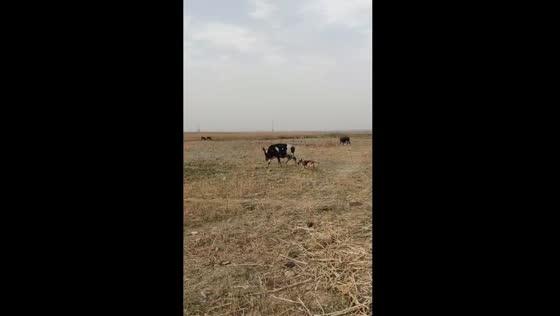 German shepherd and cow enjoy playful interaction