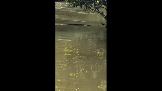 Rattlesnake spotted swimming across river in Cabeceira Grande, Minas Gerais, Brazil