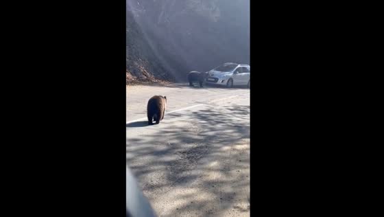 Close encounters with wild bears: driving the Transfăgărășan road in Romania