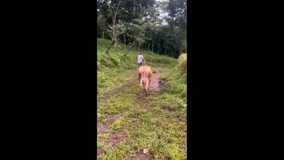 Mother cow chases man attempting to take calf in La Tigra, Costa Rica