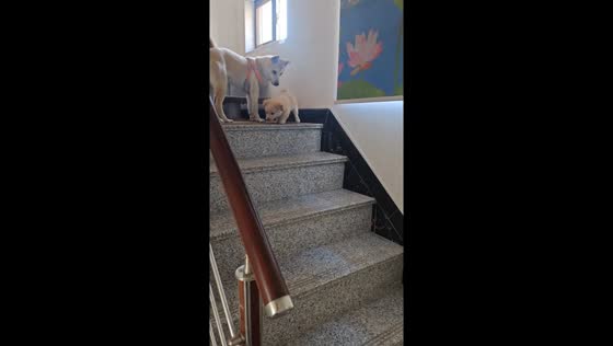 Adult dog gently teaches puppy to go down the stairs in Jiangsu, China