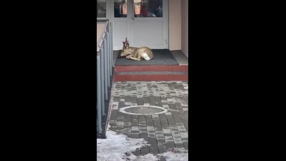 Injured roe deer seeks help at children's clinic in Russia
