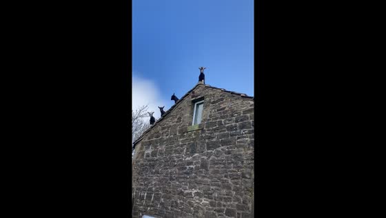Goats on the roof: unusual sight in Burnley, UK