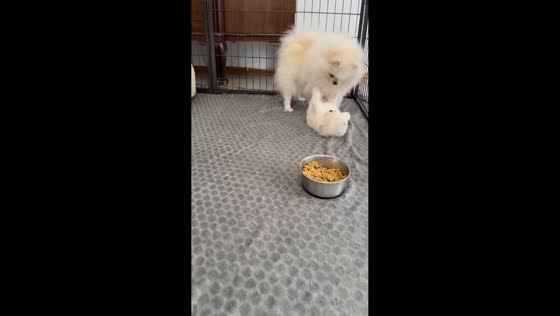 Playful Pomeranians share adorable moment in Bocksdorf, Austria