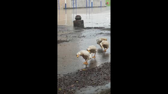 Geese hilariously hunch together to keep their heads dry in Guangxi, China