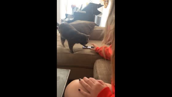 Cat tries to scroll Phone in Pennsylvania, USA 