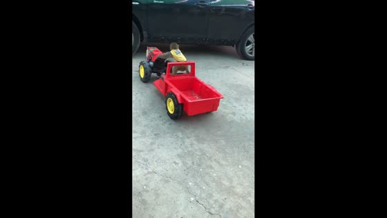 Monkey drives toy tractor around park in Shandong, China