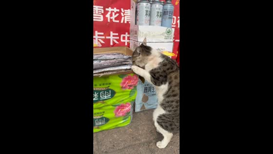 Street cat startled while snacking outside shop in Liaoning, China